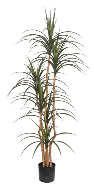 DRACAENA  NP_325_180  ΥΨΟΣ 180cm NewPlan