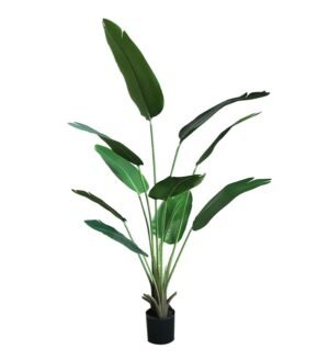 BANANA TREE NP1411_160  ΥΨΟΣ 160cm NewPlan