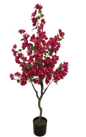 BOUGAINVILLEA  NP_70_120  ΥΨΟΣ 120cm NewPlan