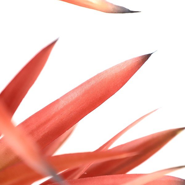 SISAL TREE NP_811_140 ΥΨΟΣ 140cm NewPlan - Image 3