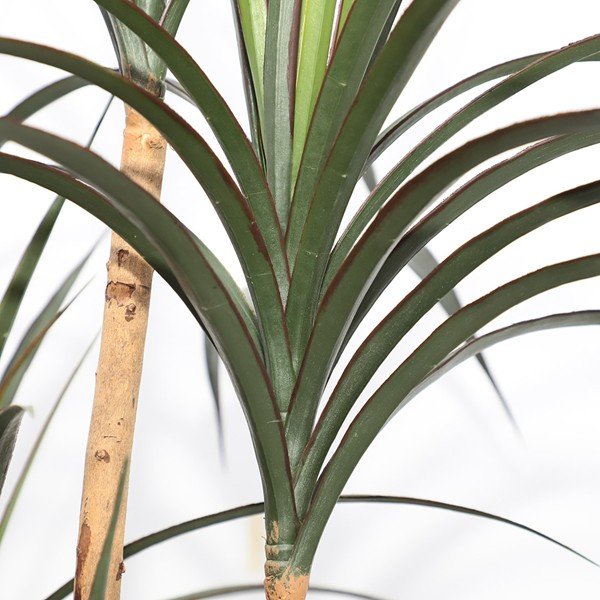 DRACAENA NP_325_180 ΥΨΟΣ 180cm NewPlan - Image 2