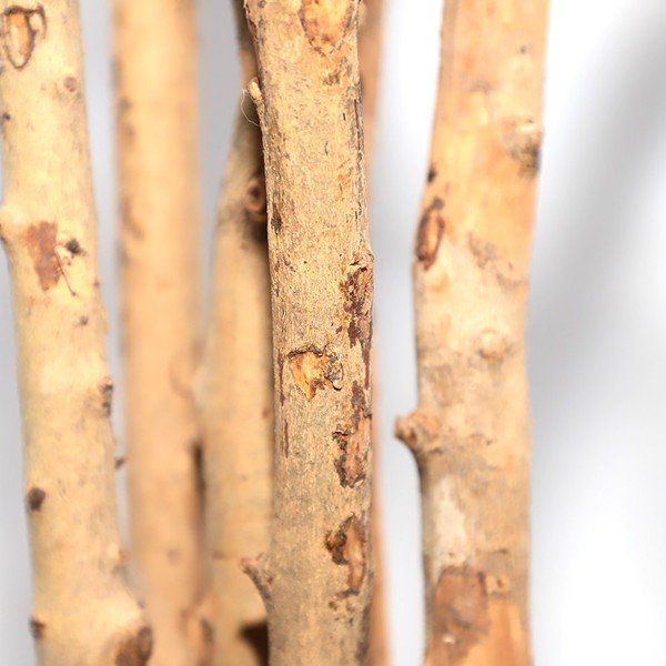 DRACAENA NP_325_180 ΥΨΟΣ 180cm NewPlan - Image 3